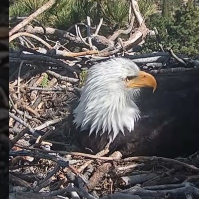 Jackie, the matriarch bald eagle at Big Bear Lake