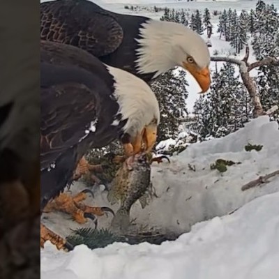Shadow, the provider bald eagle at Big Bear Lake